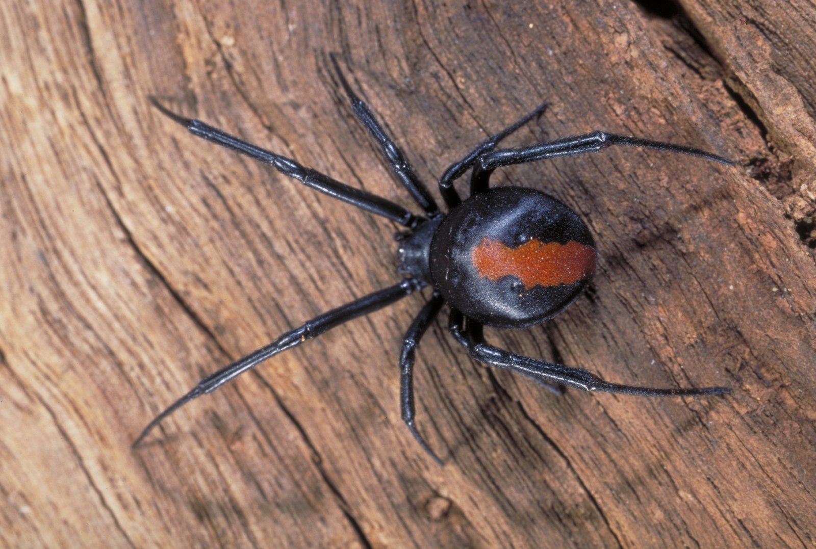 1. Redback Spider
