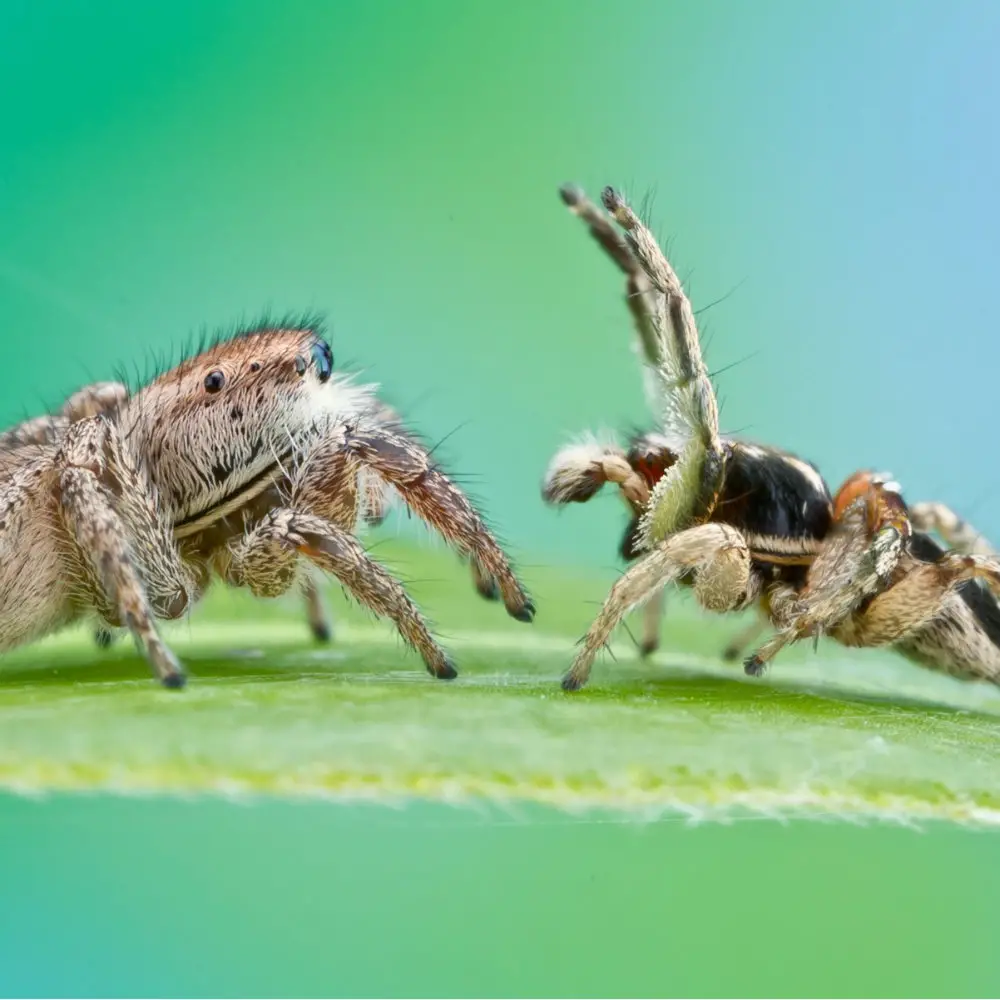 2. Jumping Spiders