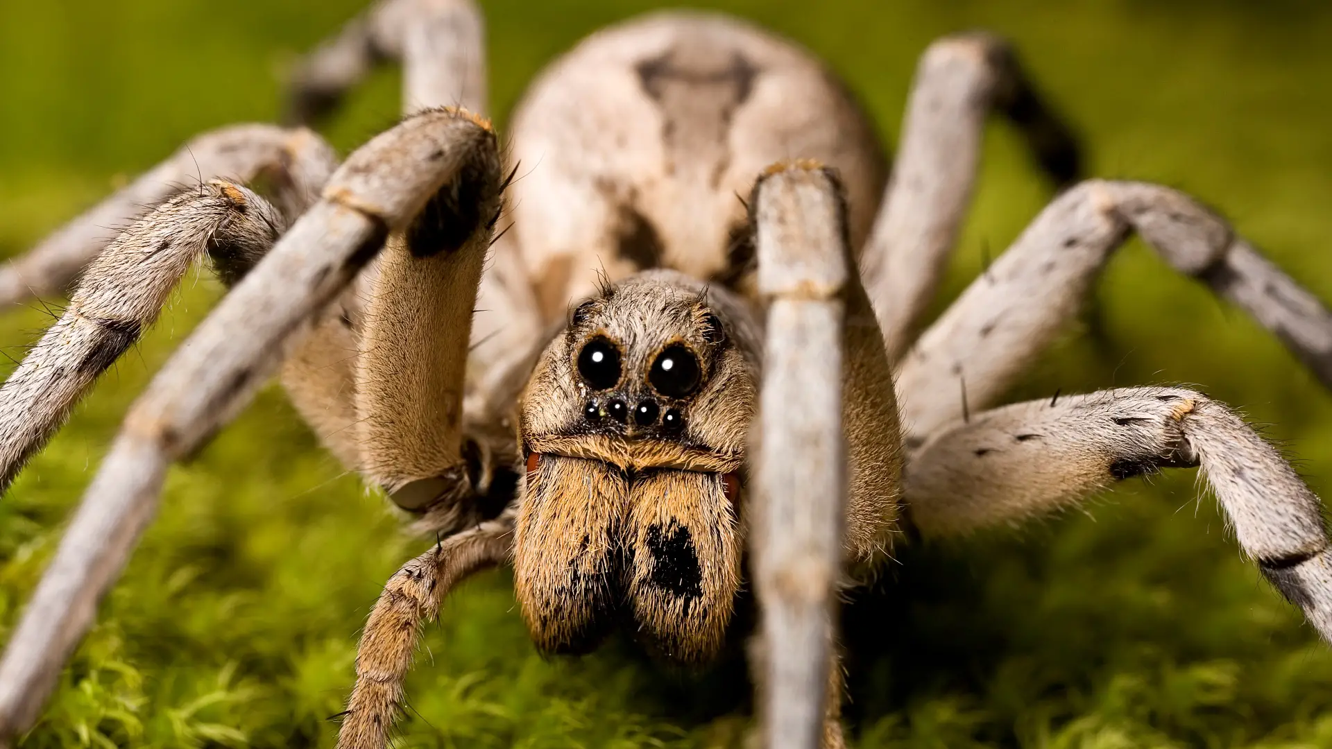 4. Wolf Spiders