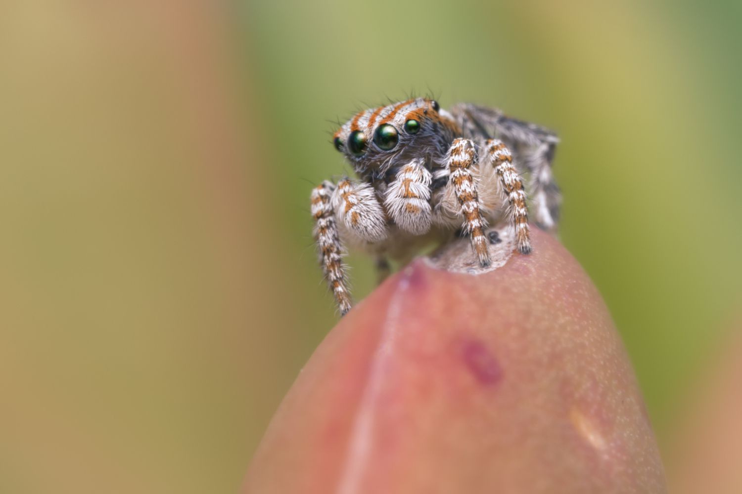 Adaptations Of Peacock Spider