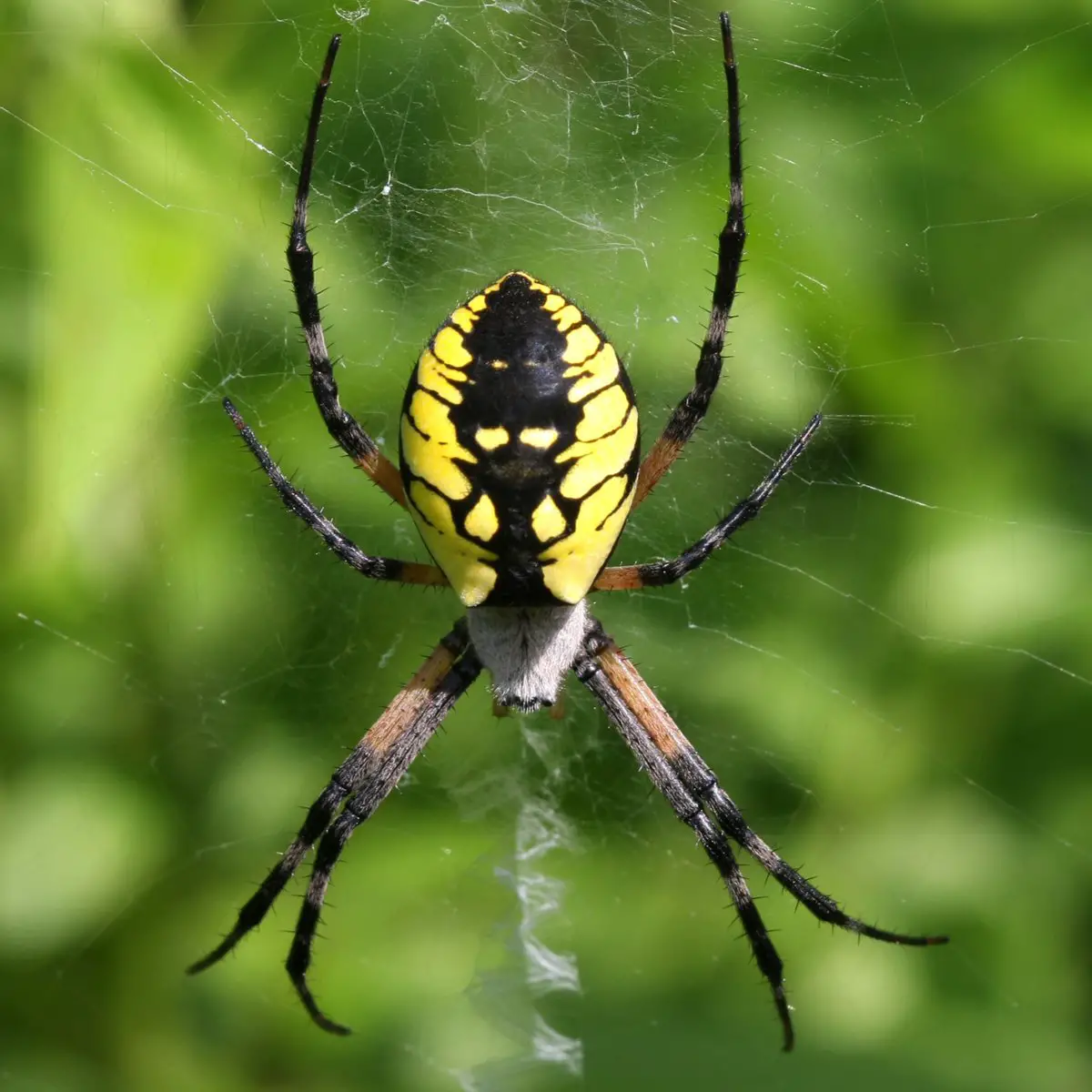 Adaptations Of Spiders In Washington State