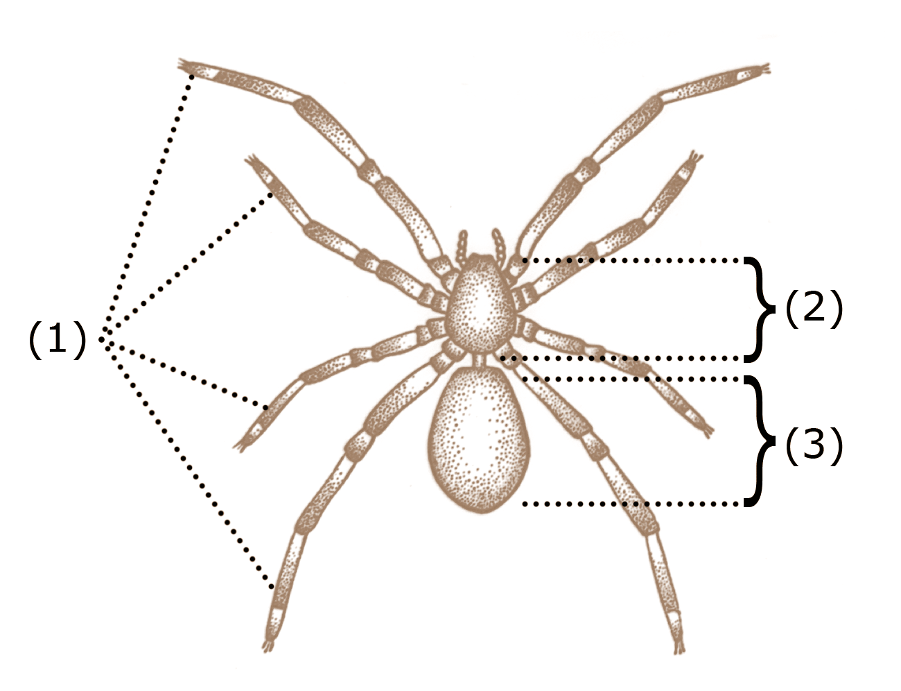 Anatomy Of A Spider