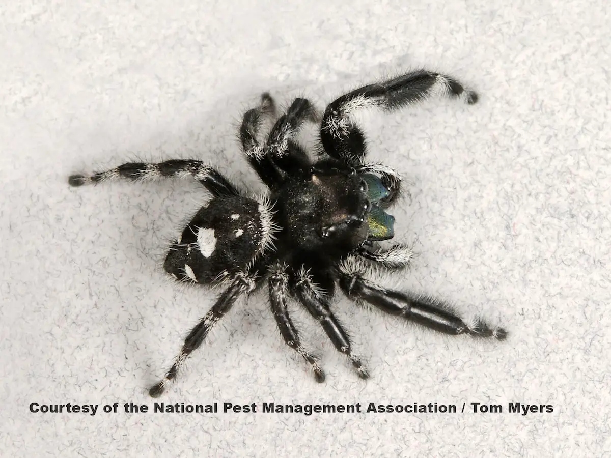 Appearance Of Black Spiders With White Spots