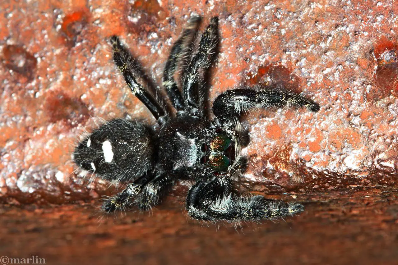 Behavior Of Black Spiders With White Spots