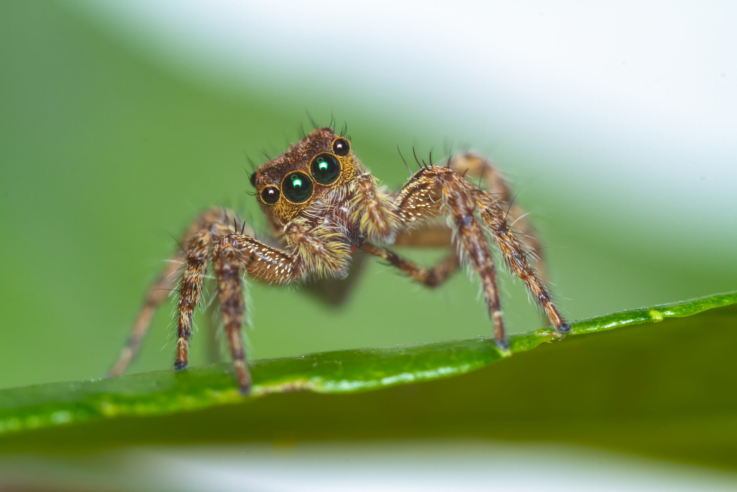Behavior Of Cute Spiders