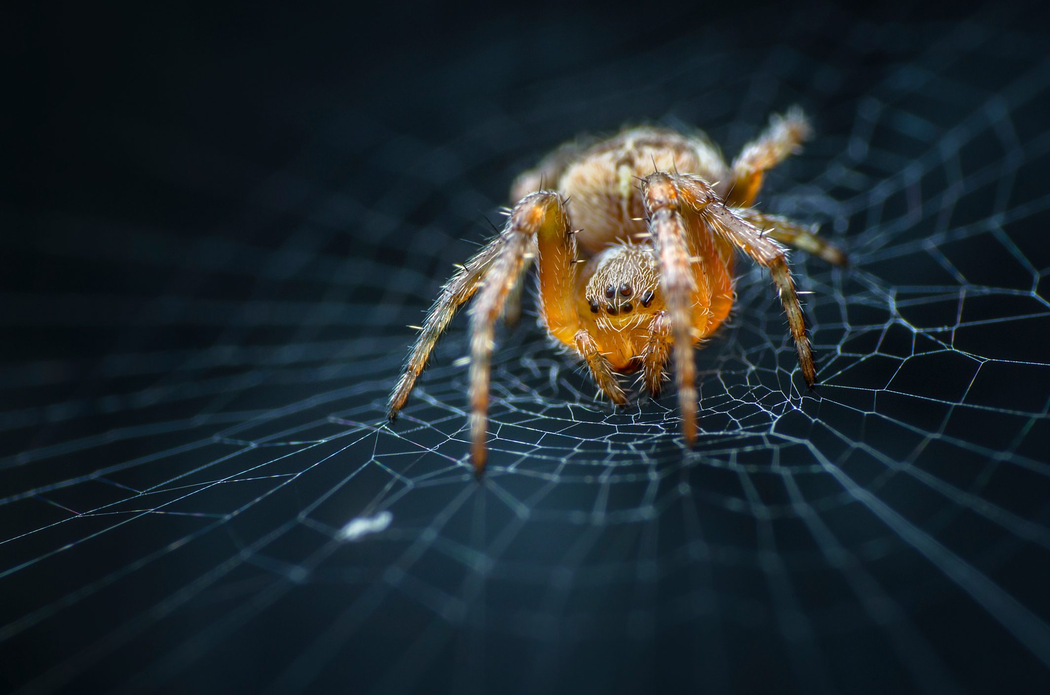 Benefits Of Eating Spider Webs