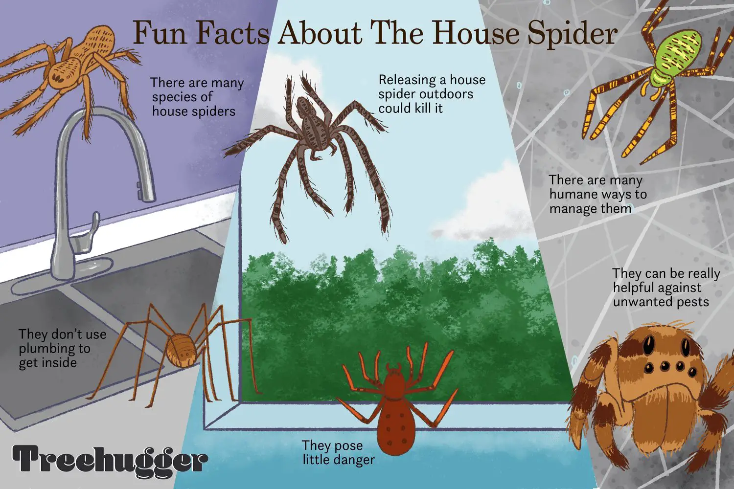 Benefits Of Having Spiders Around