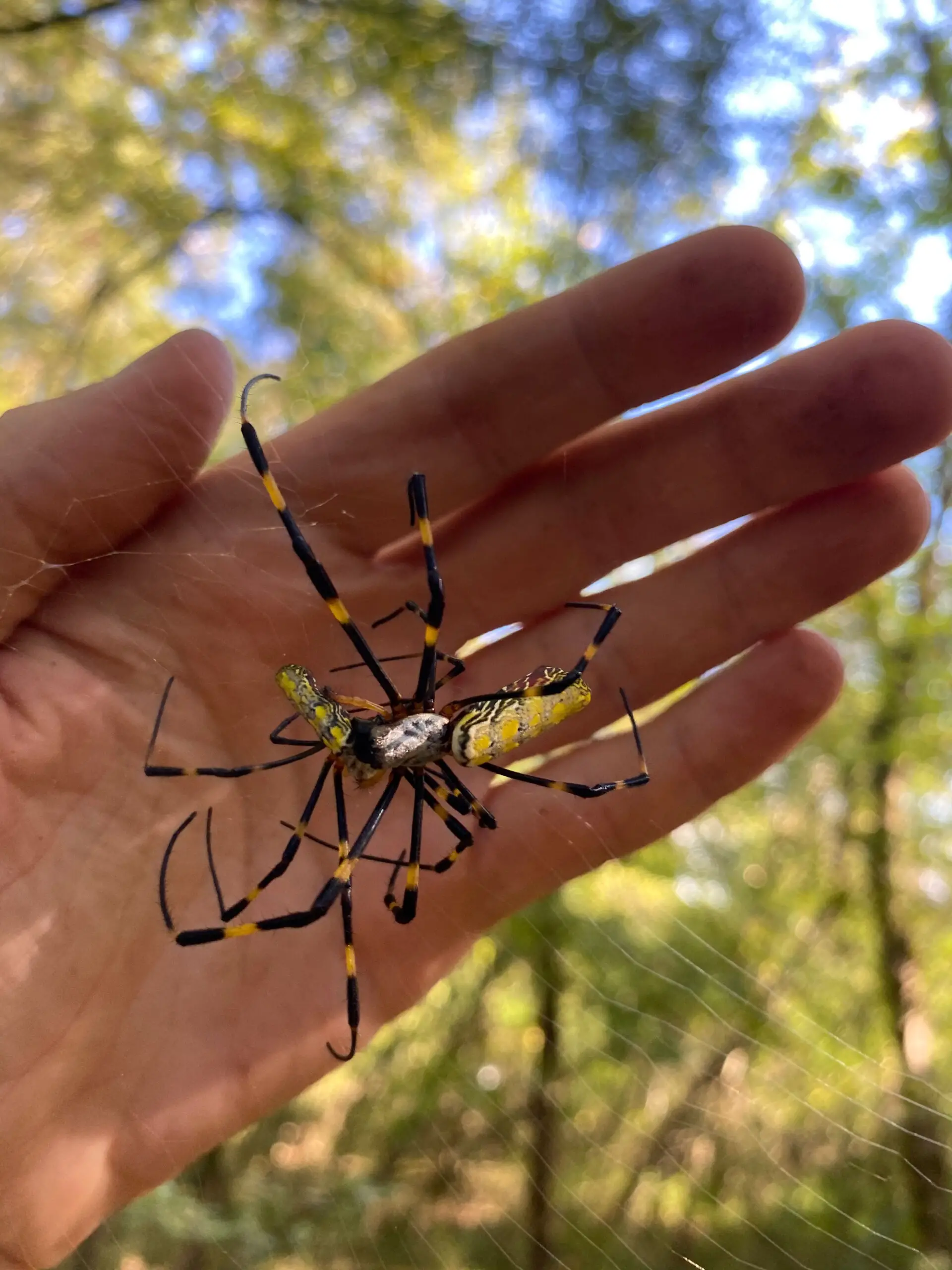 Biggest Spider Species
