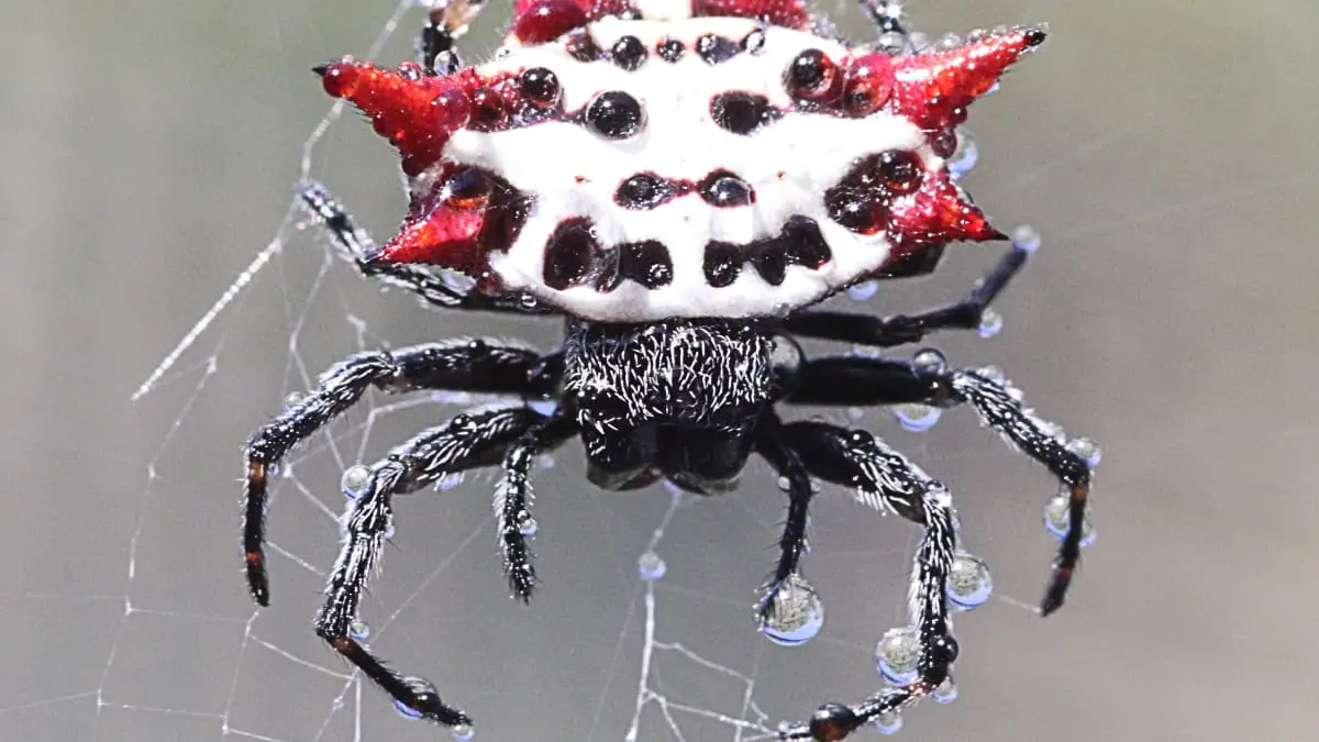 Characteristics Of Scary Spiders