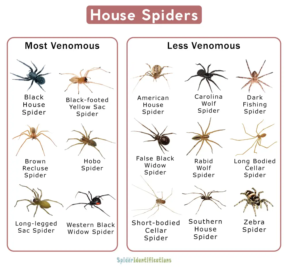 Common Locations Of Spiders In Homes