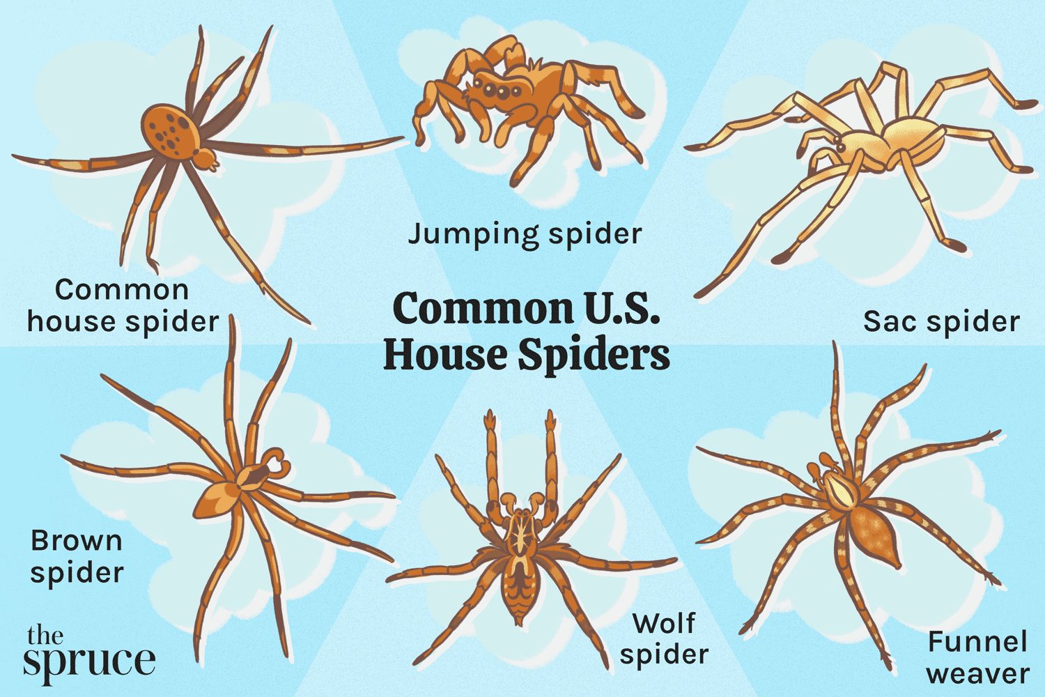 Common Species Of Spiders