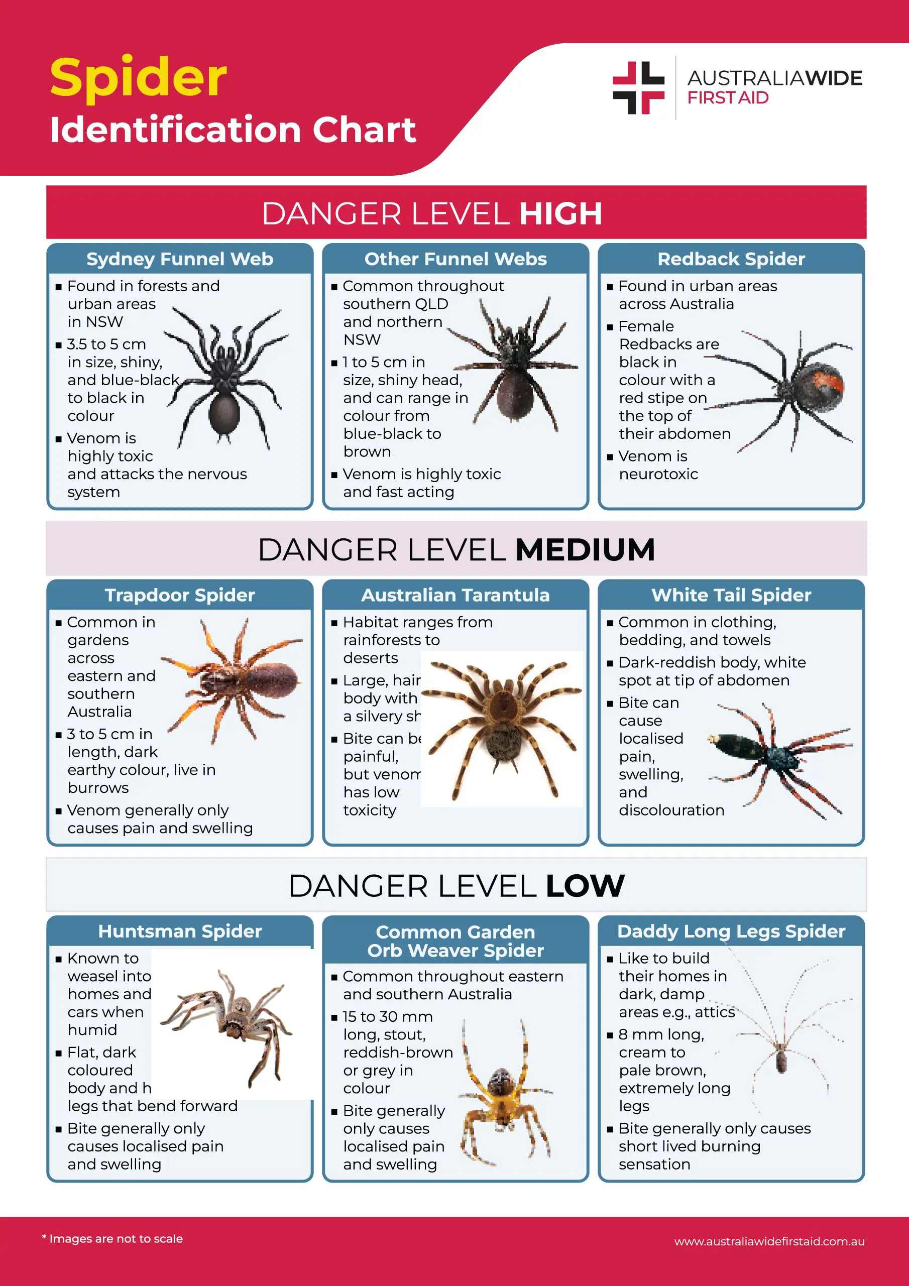Common Species Of Spiders In Australia