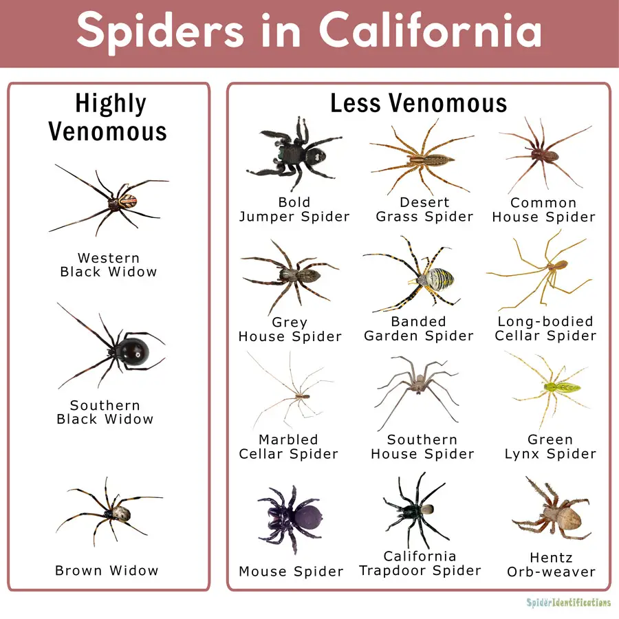 Common Spider Species