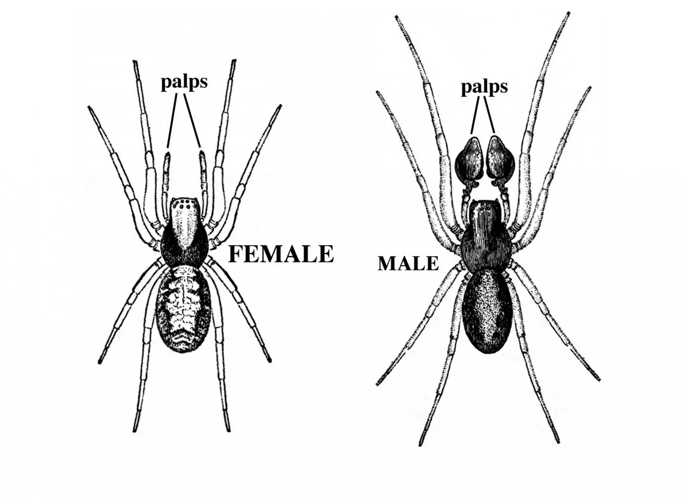 Common Techniques To Determine The Sex Of A Spider