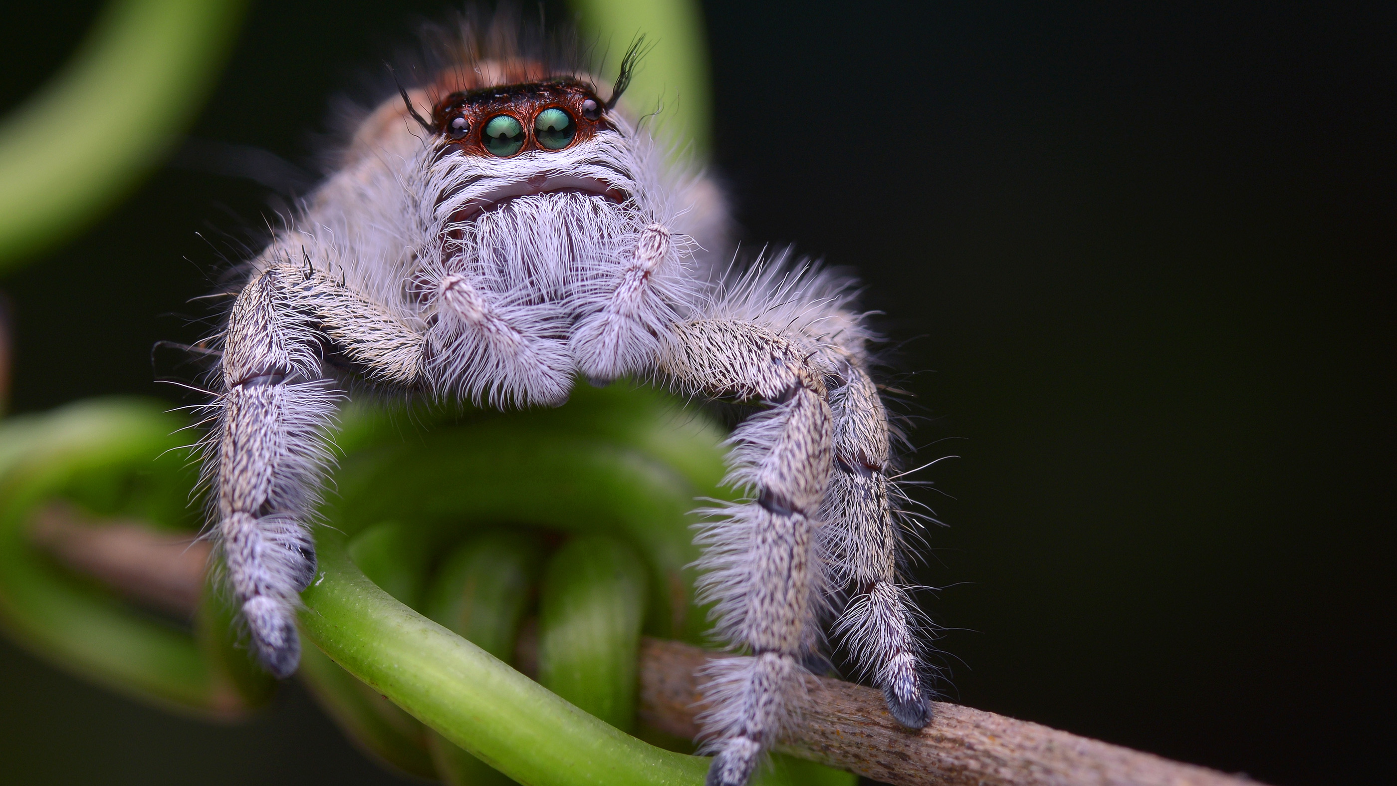 Commonly Found Cute Spiders