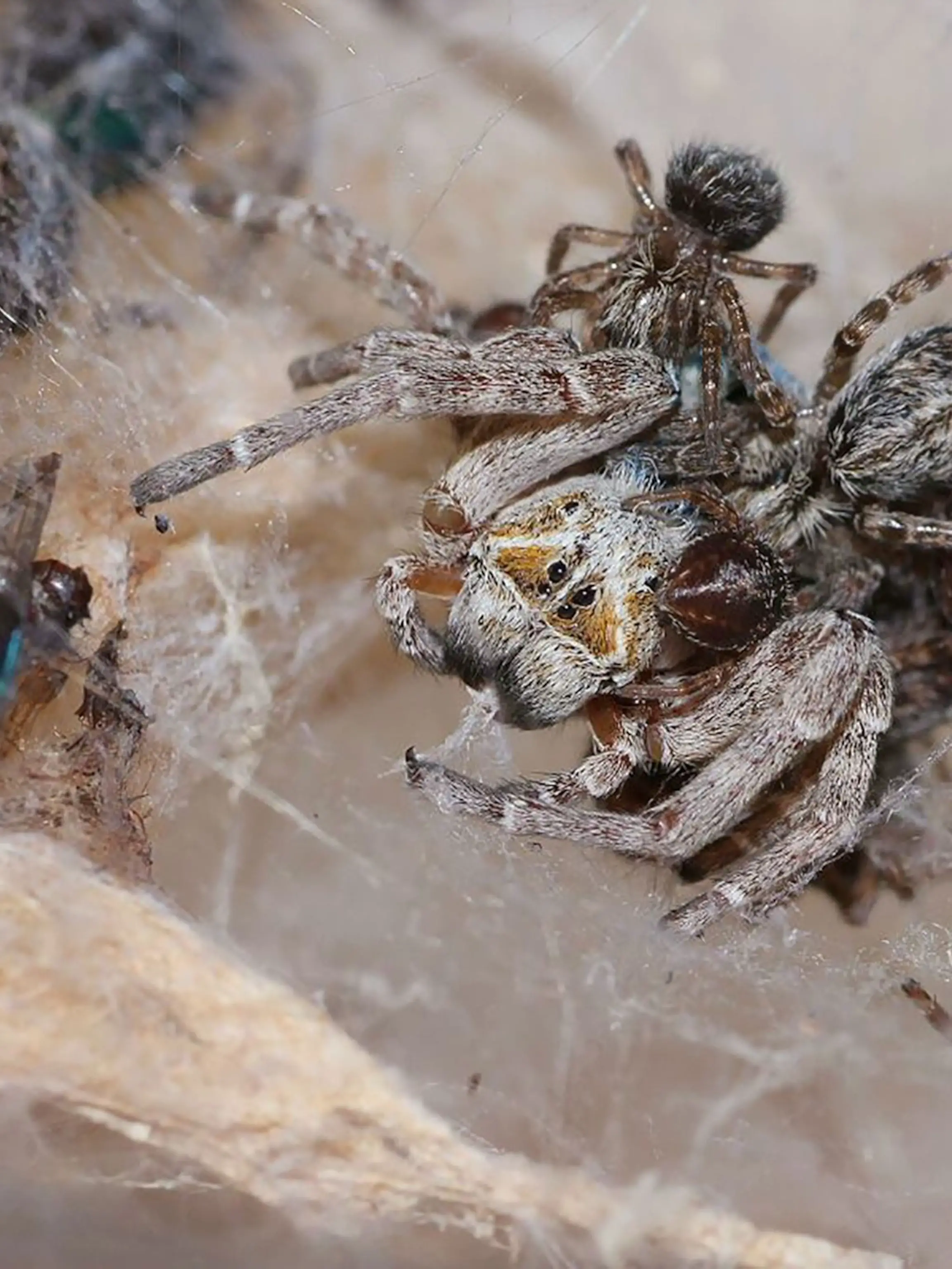 Comparison Of The Behavior Of Spiders That Carry Their Babies On Their Back
