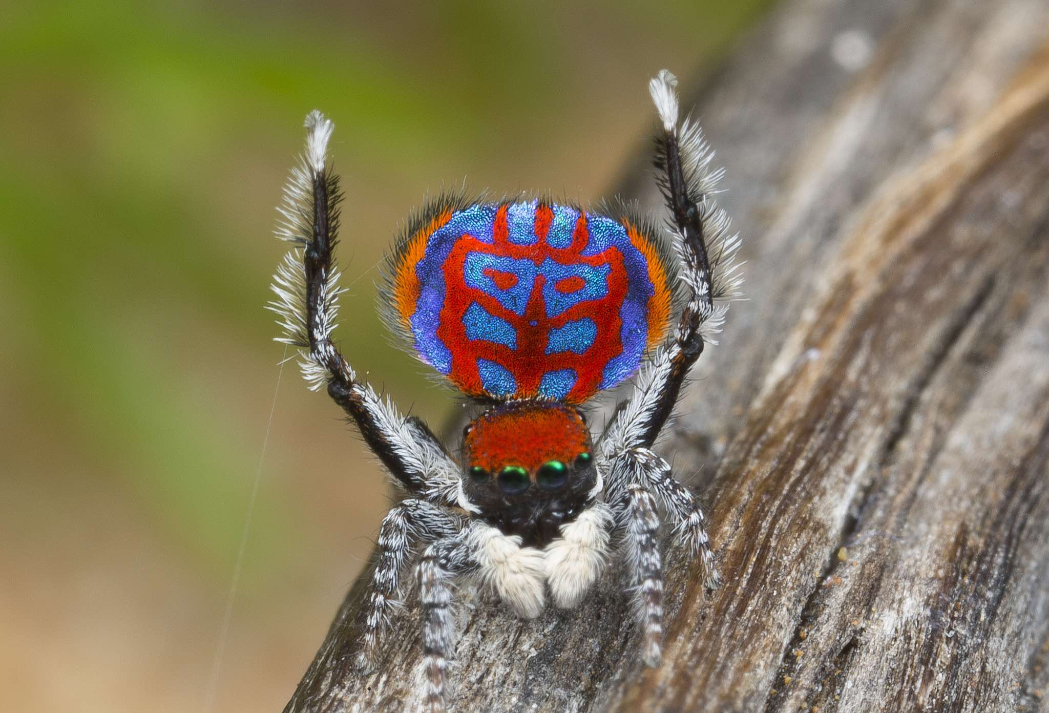 Conservation Status Of Peacock Spider