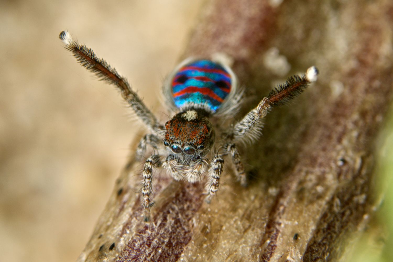 Description Of Peacock Spider