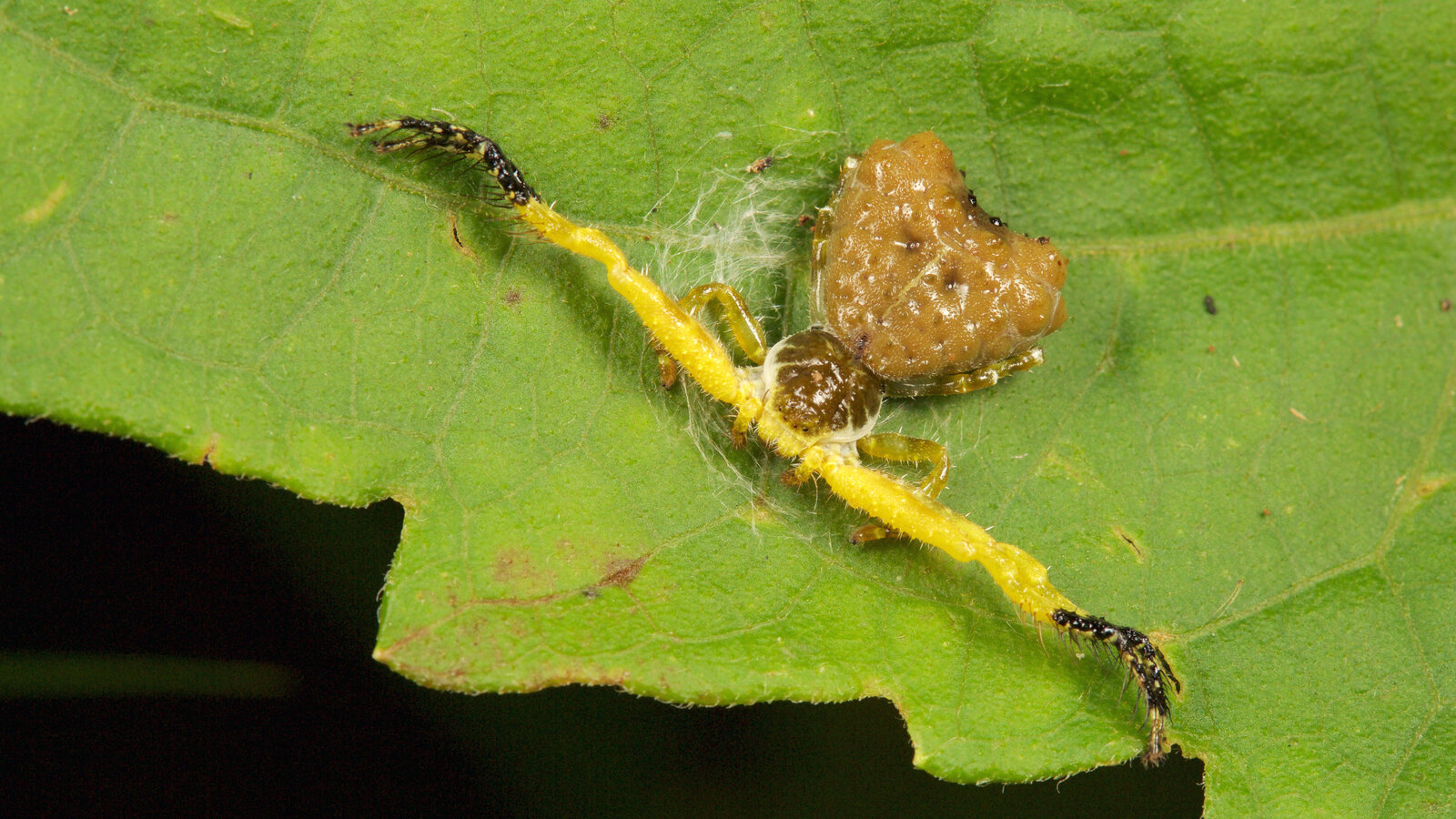 Different Kinds Of Spider Droppings