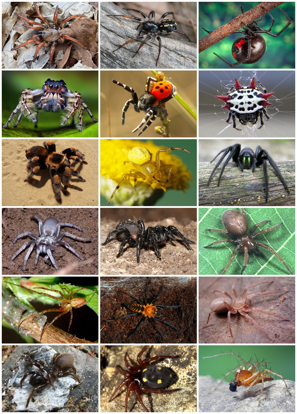 Different Types Of Spiders