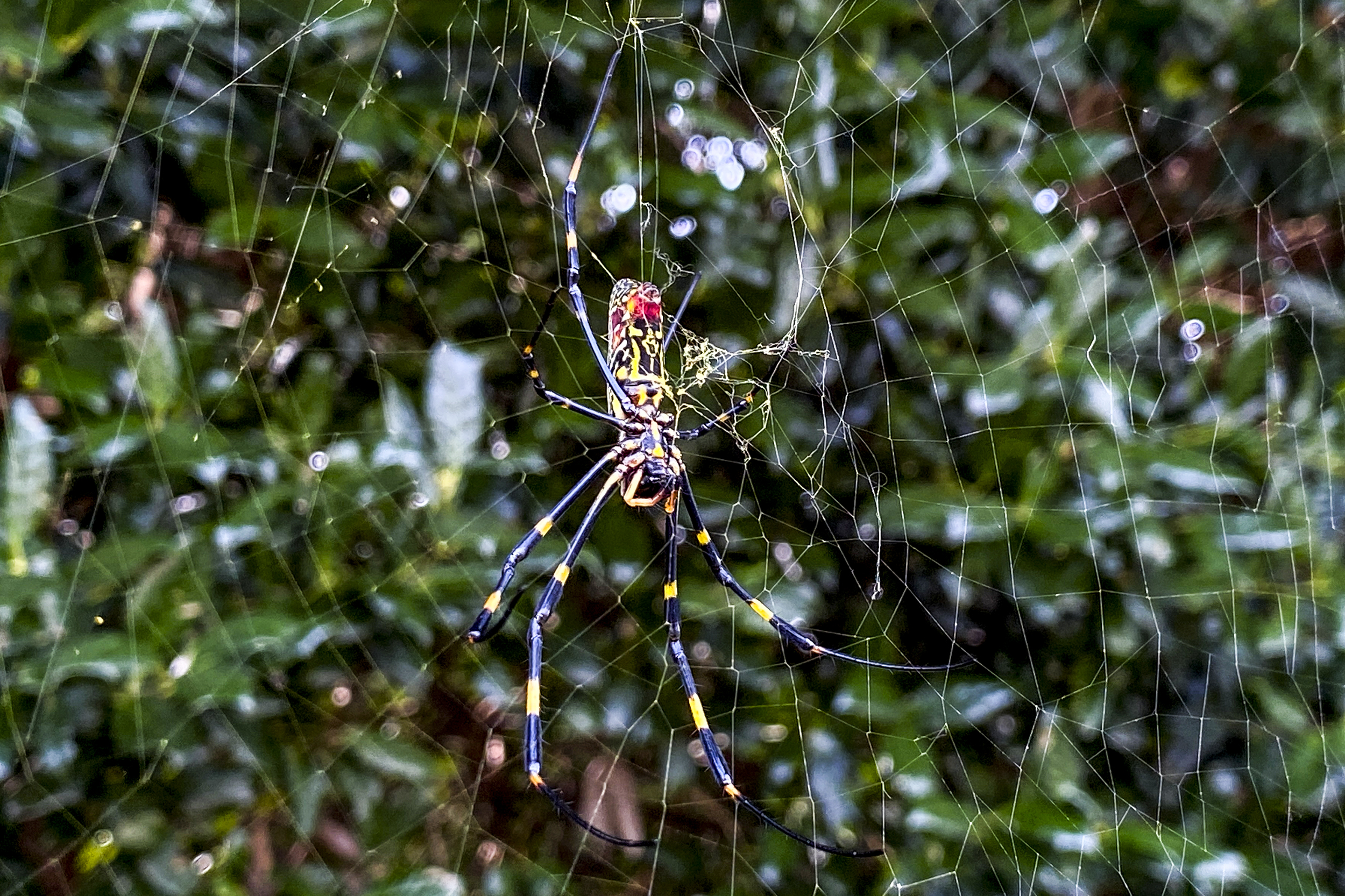 Disadvantages Of Eating Spider Webs