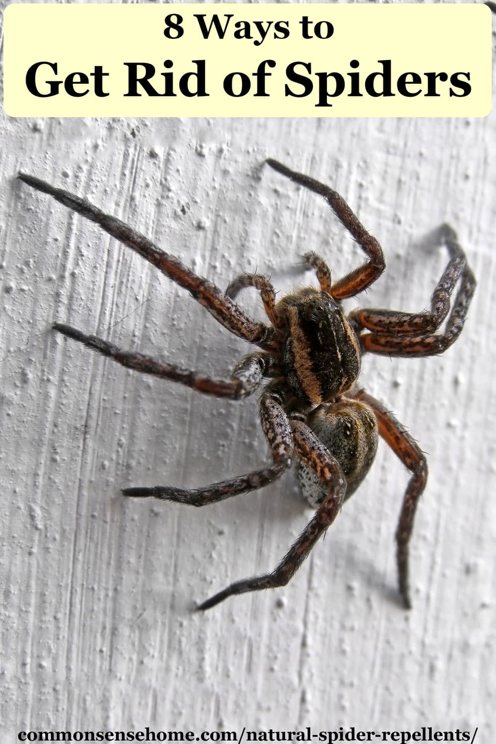 Diy Remedies To Get Rid Of Hobo Spiders