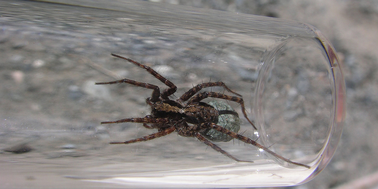 Economic Impact Of Spiders In Washington State
