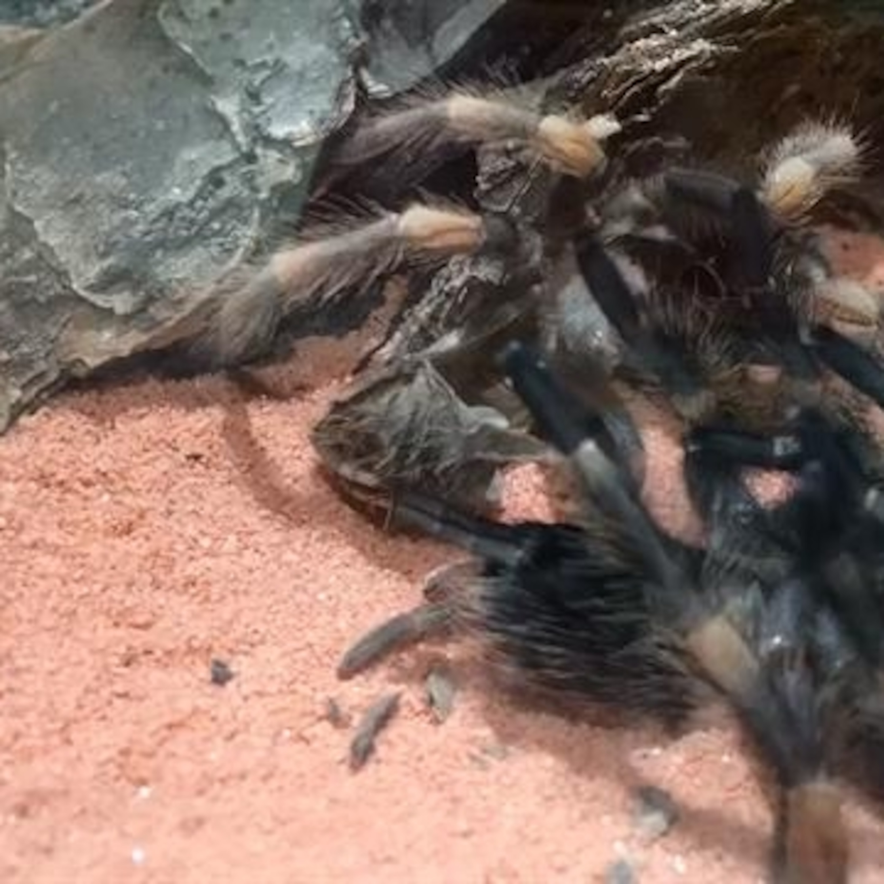 Effects Of Molting
