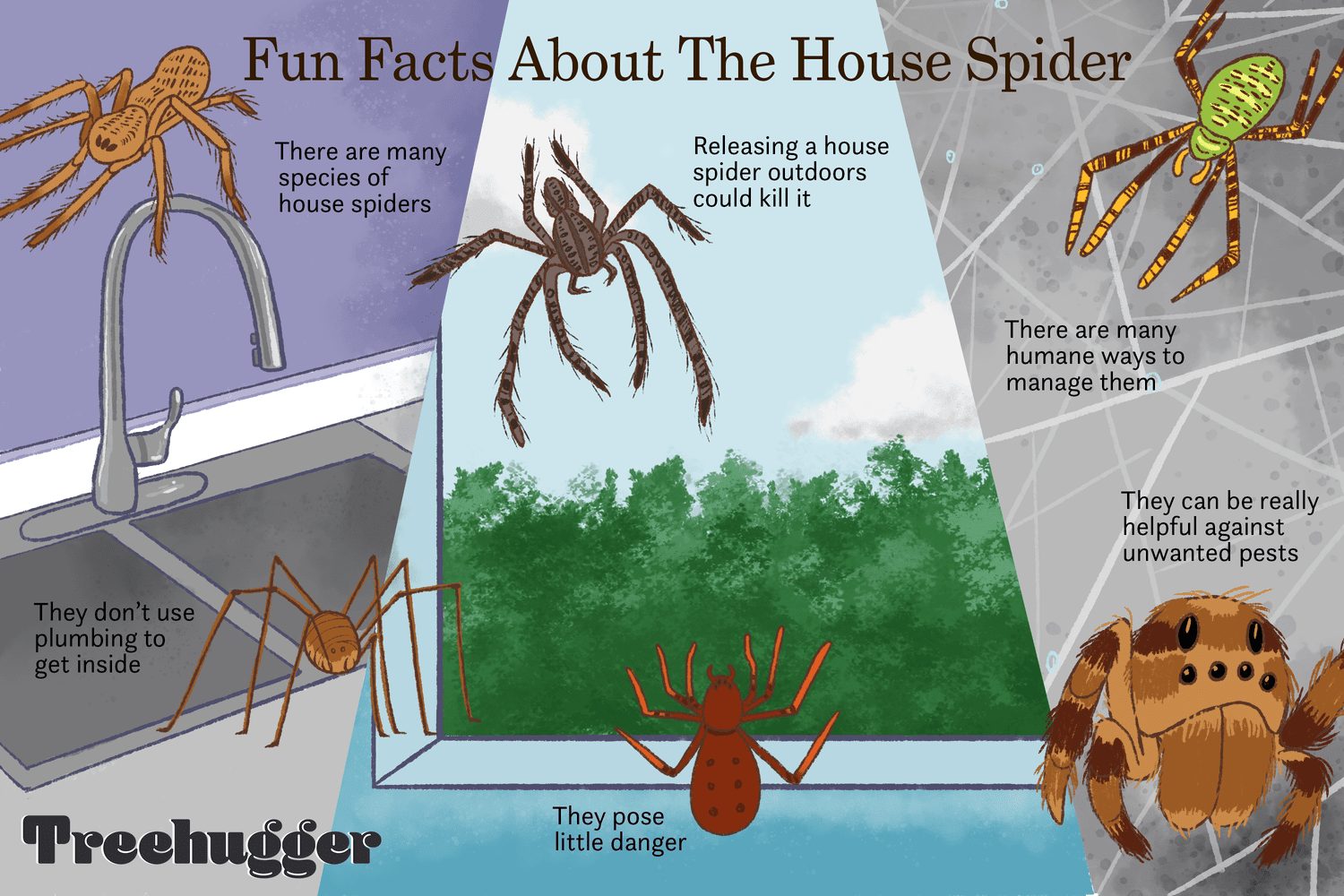 Factors That Affect The Number Of Spiders In A Home