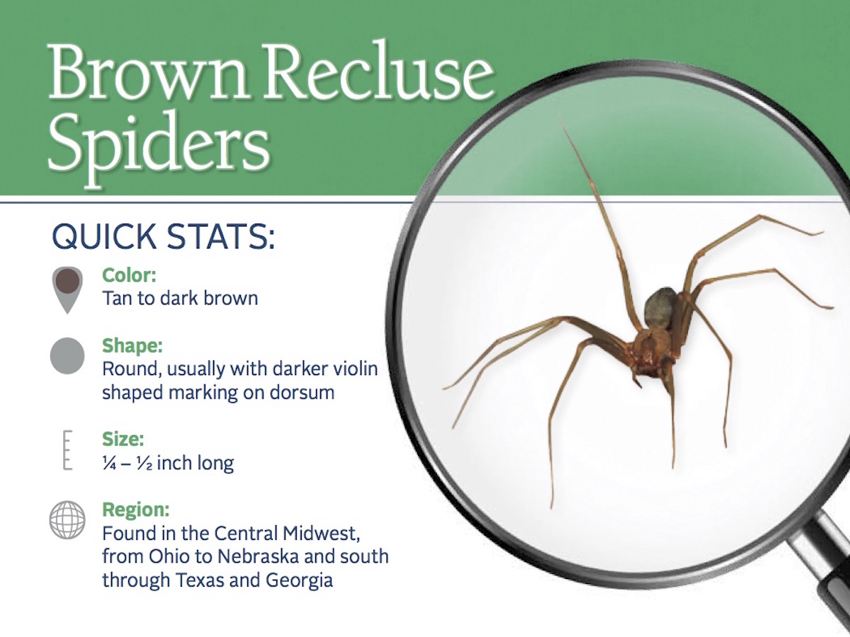 Factors That Determine Spider Size