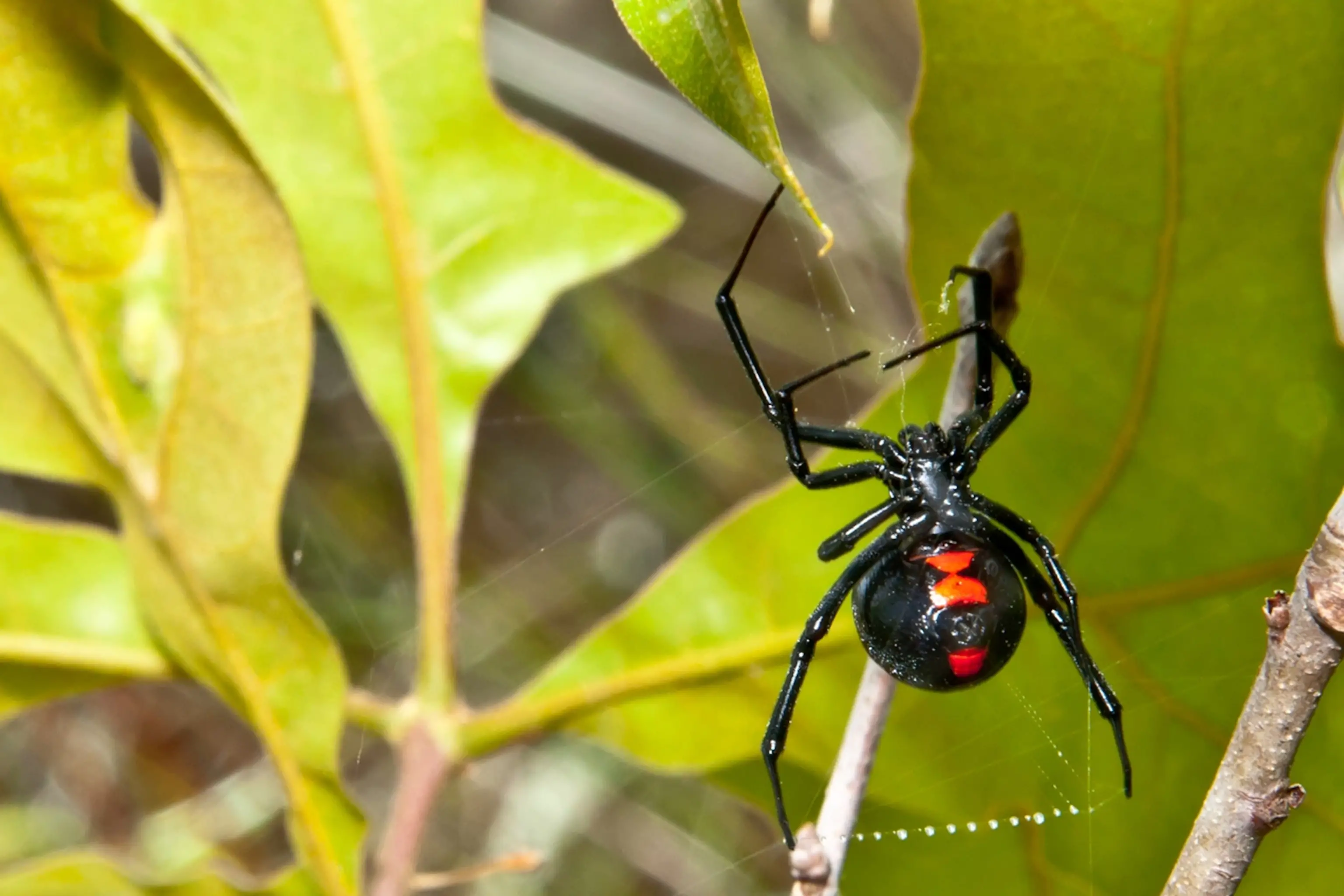 Habitat Of Black Spiders With White Spots