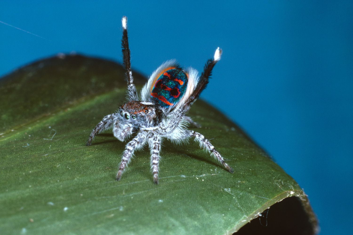 Habitat Of Peacock Spider