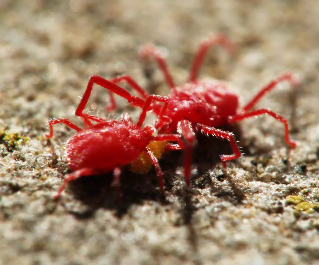 Habitats Of Little Red Spiders