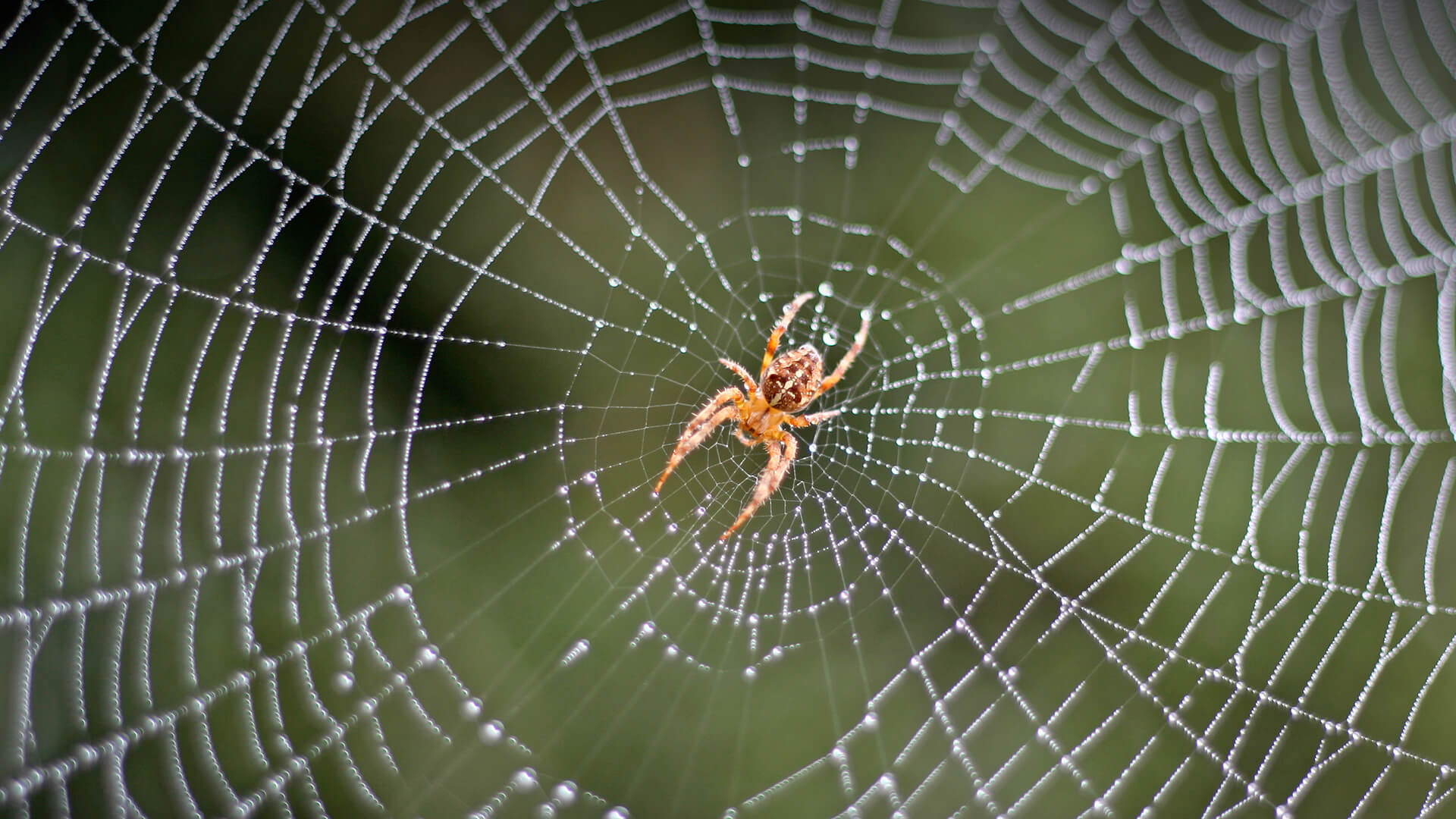 Habitats Of Spiders