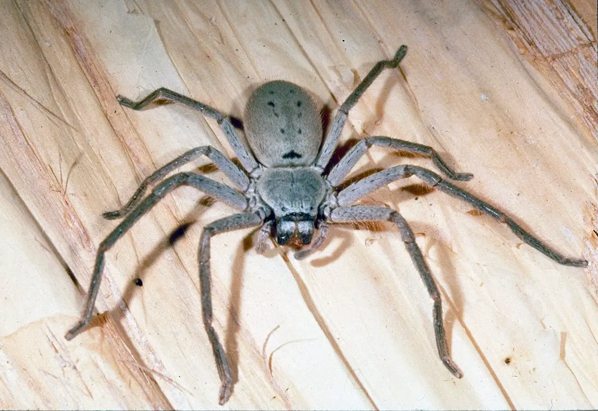 Habits Of Australian Spiders