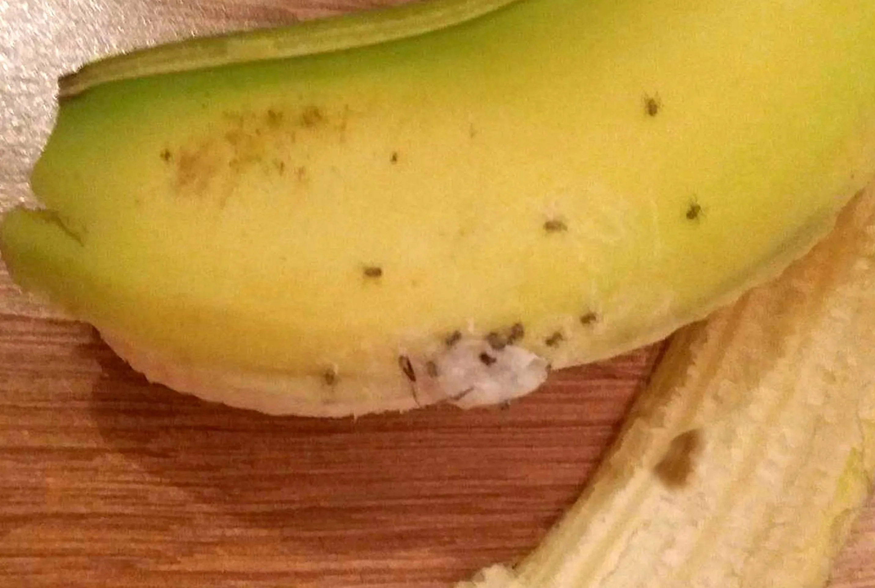 How Do Spiders Get Into Bananas?