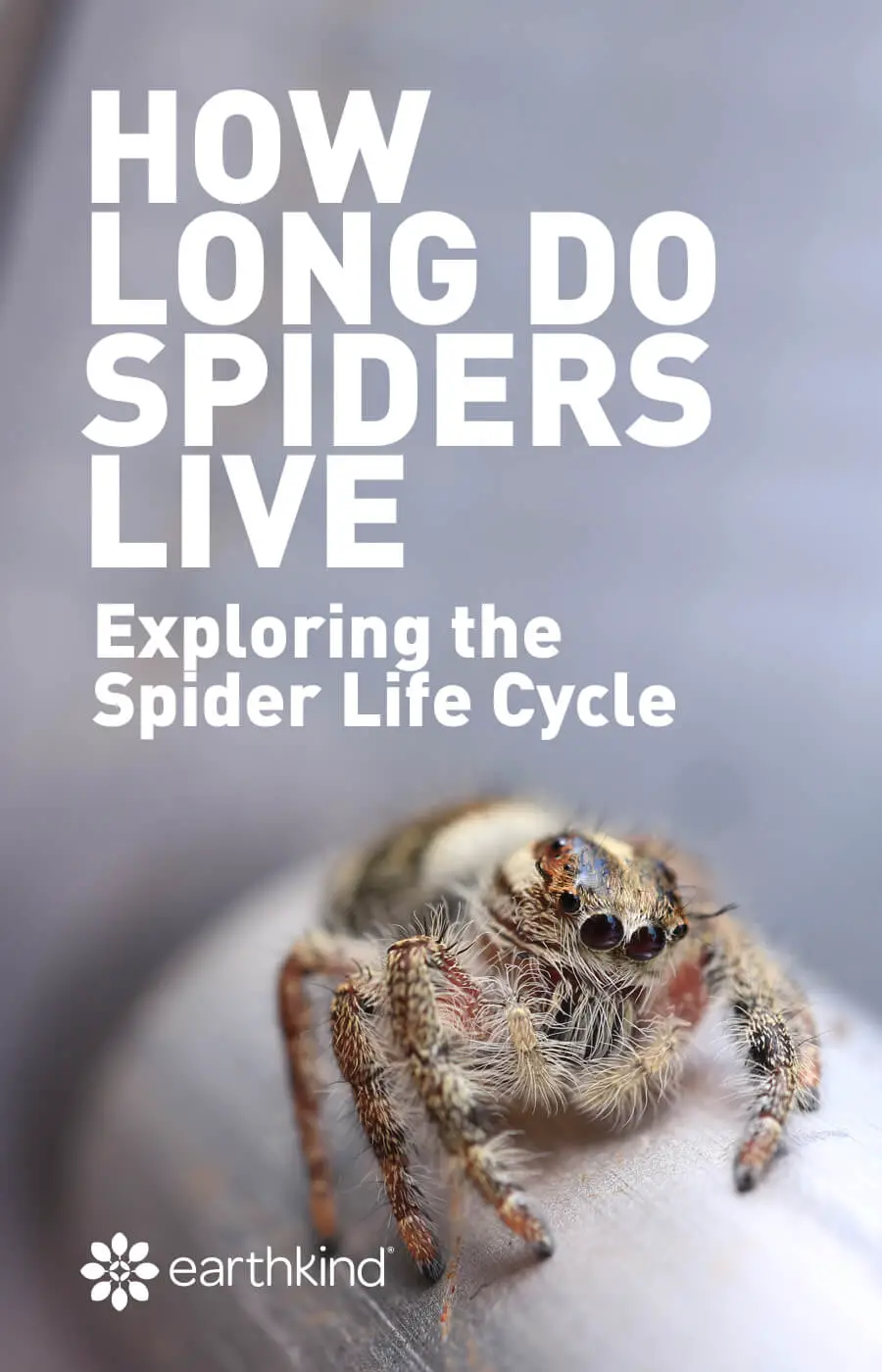 How Long Do Spiders Live?