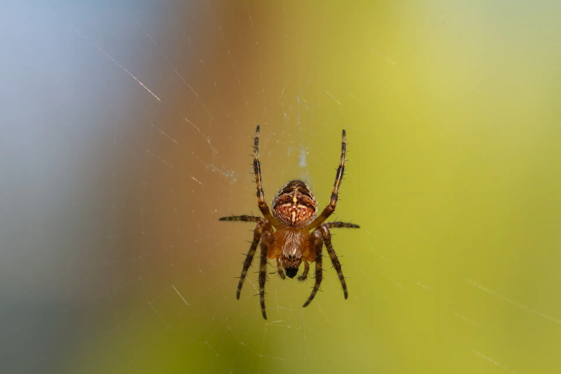 How Long Does It Take For Vinegar To Kill Spiders?