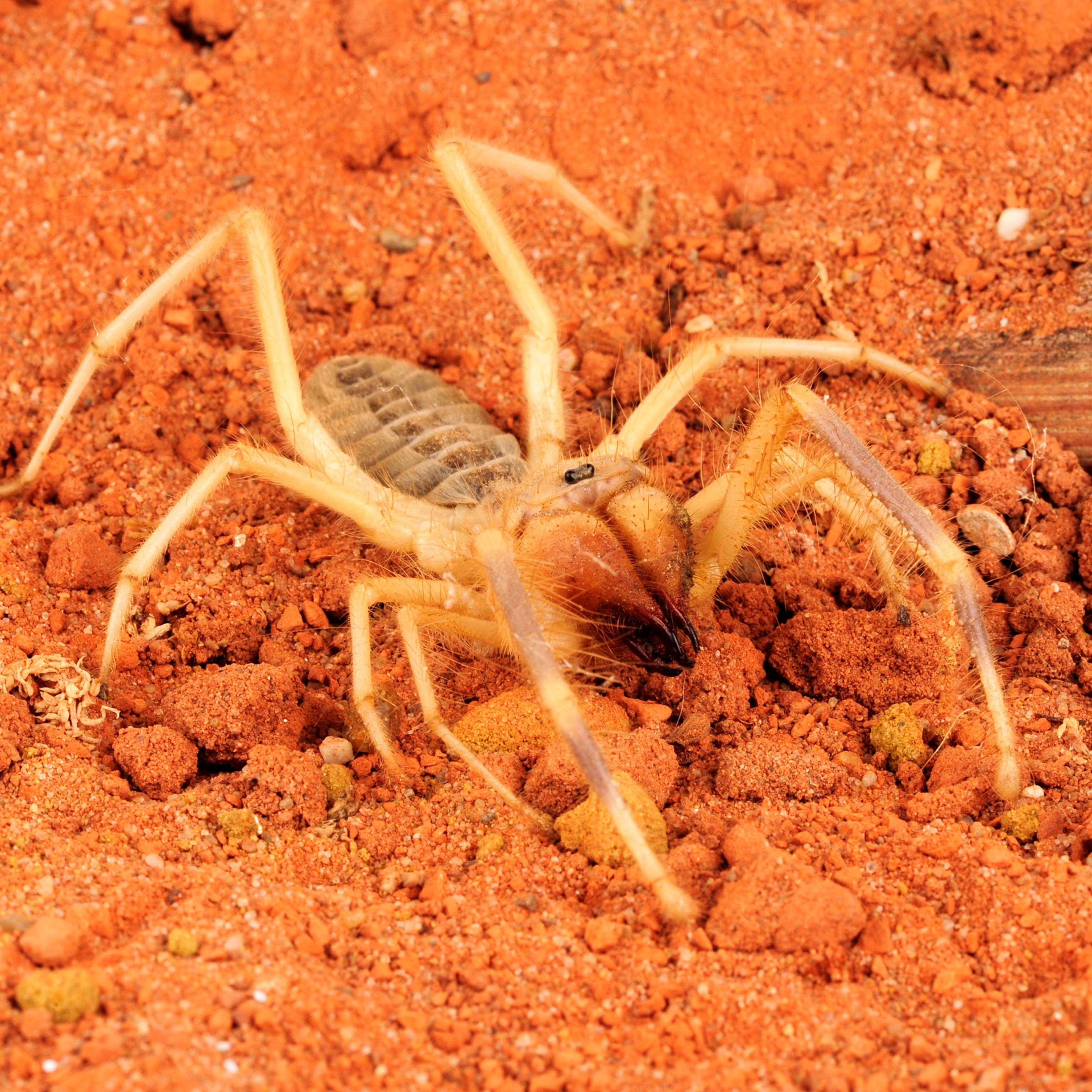 How To Identify A Camel Spider