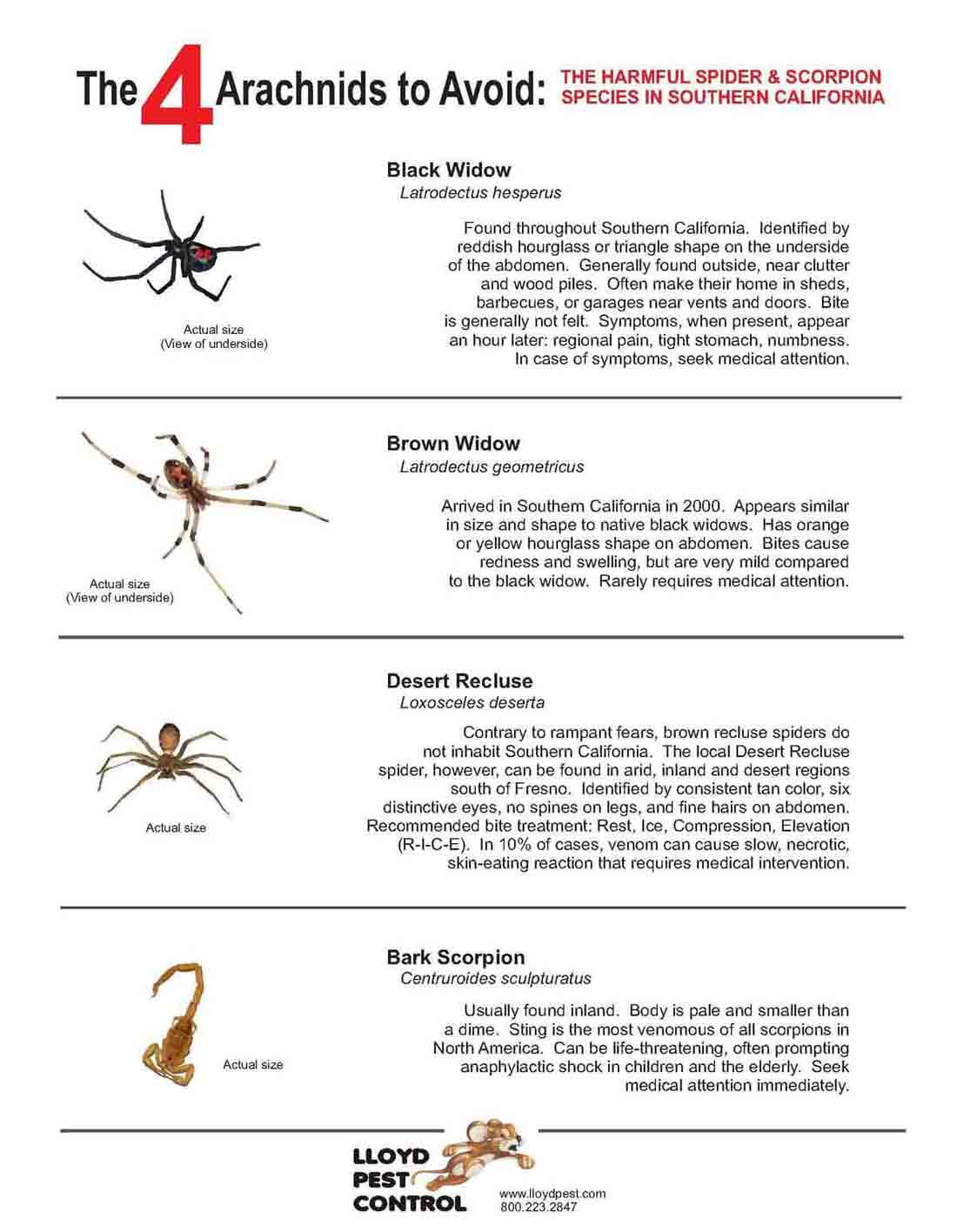 How To Identify And Avoid Dangerous Spiders