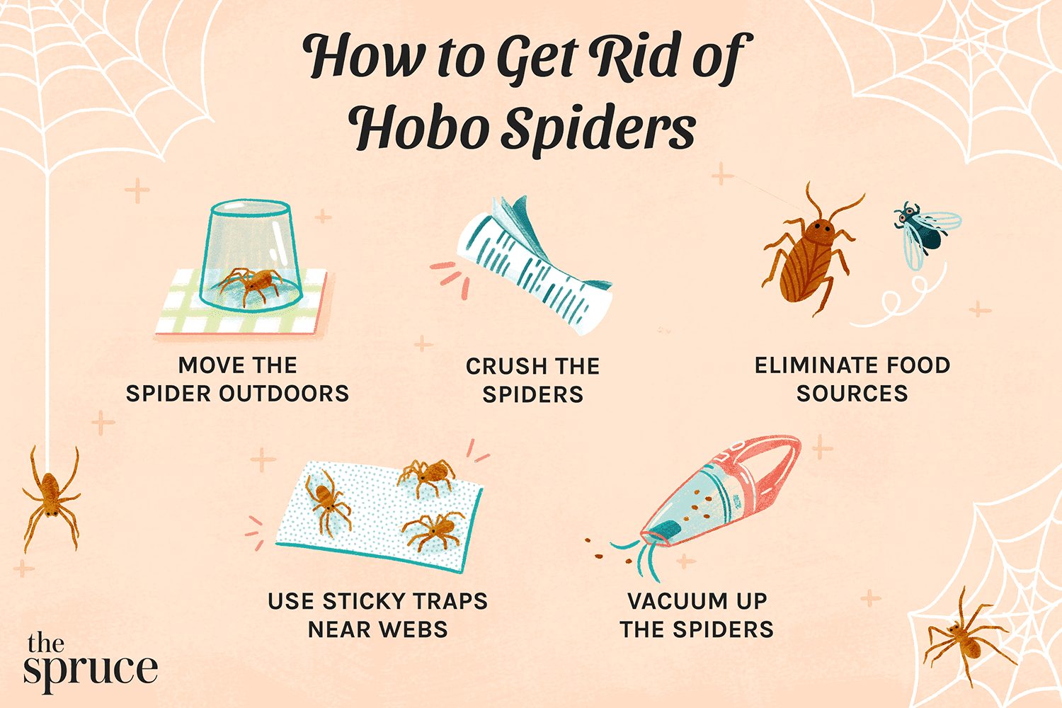 How To Prevent Hobo Spiders