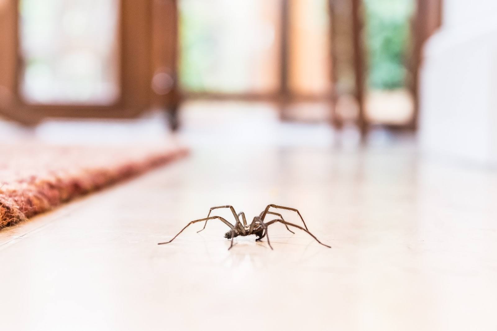 How To Reduce Spider Presence