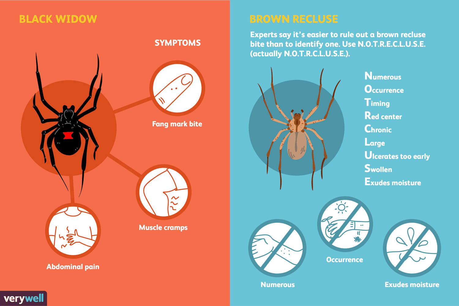 How To Reduce The Risk Of Spider Bites