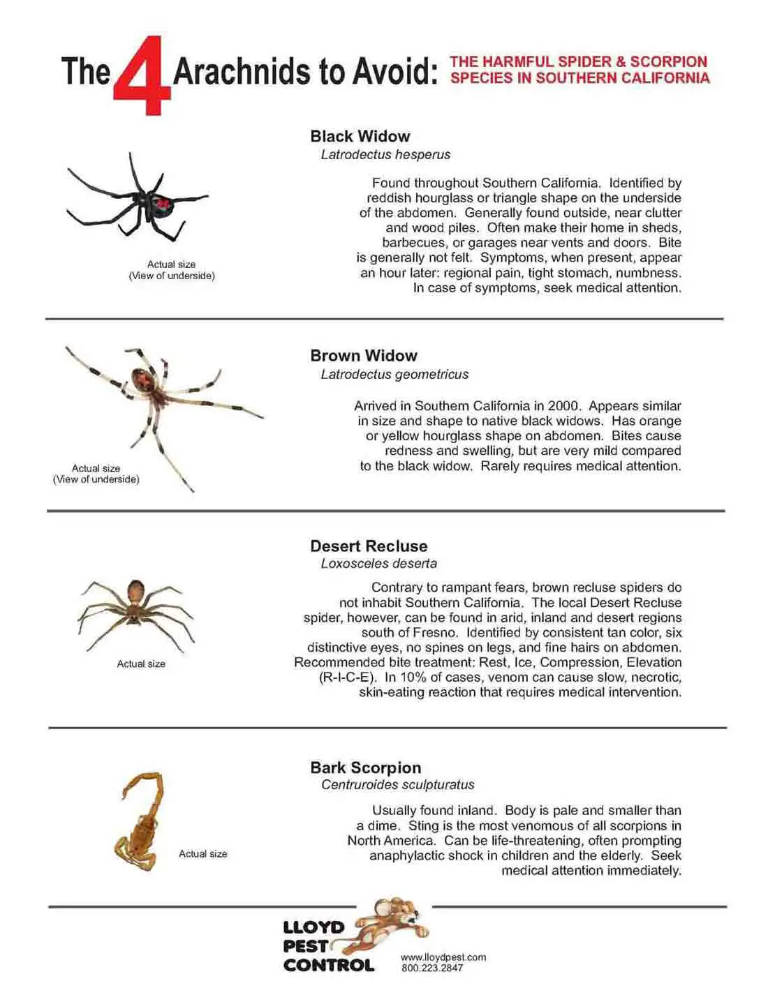 Identification Of Poisonous Spiders
