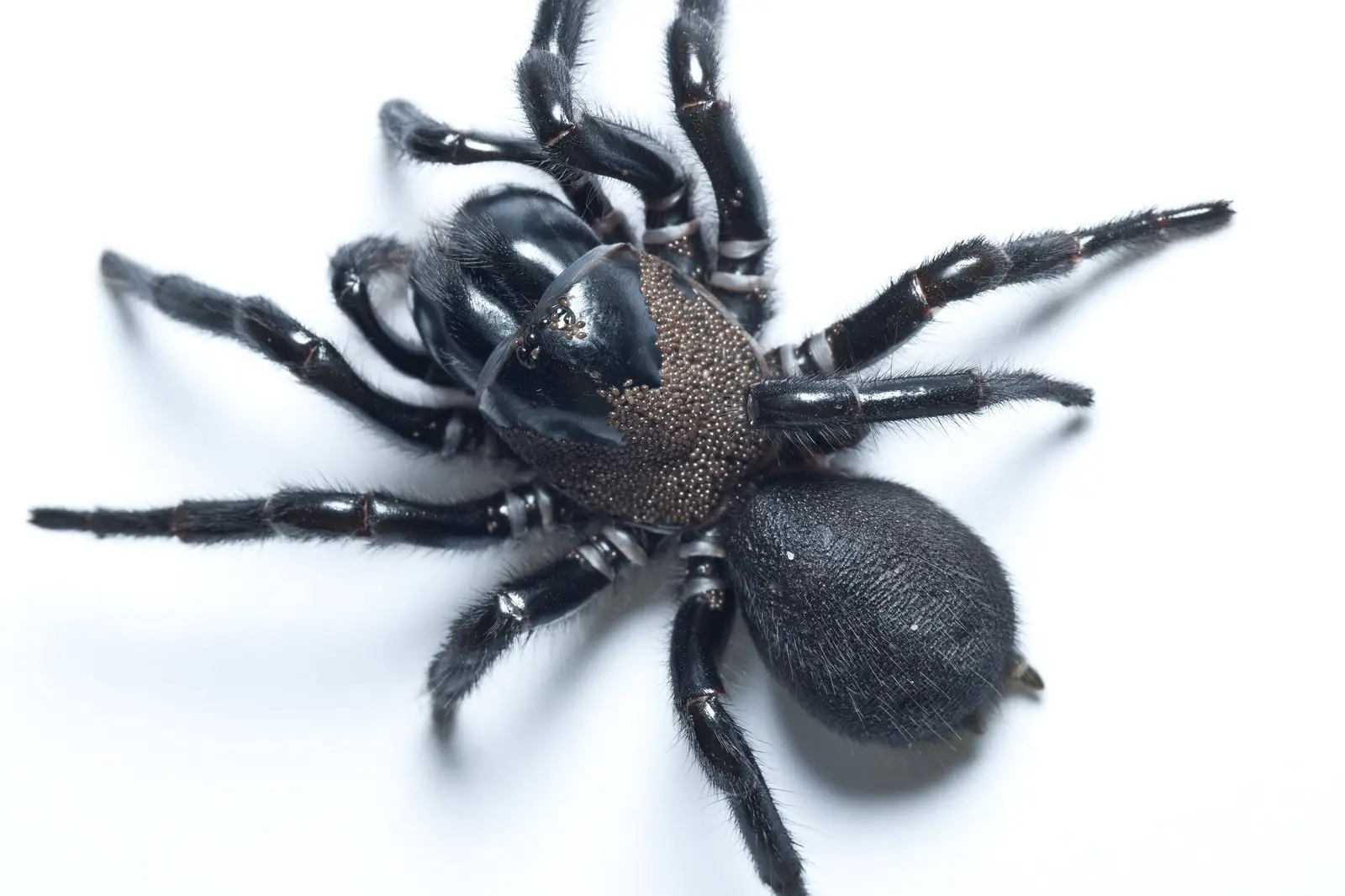 Identifying Funnel Web Spiders
