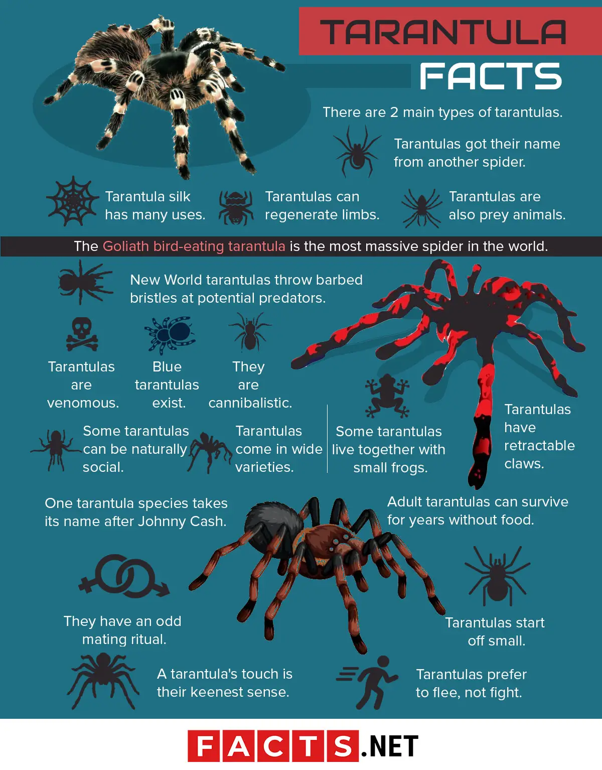 Interesting Facts About Biggest Spiders