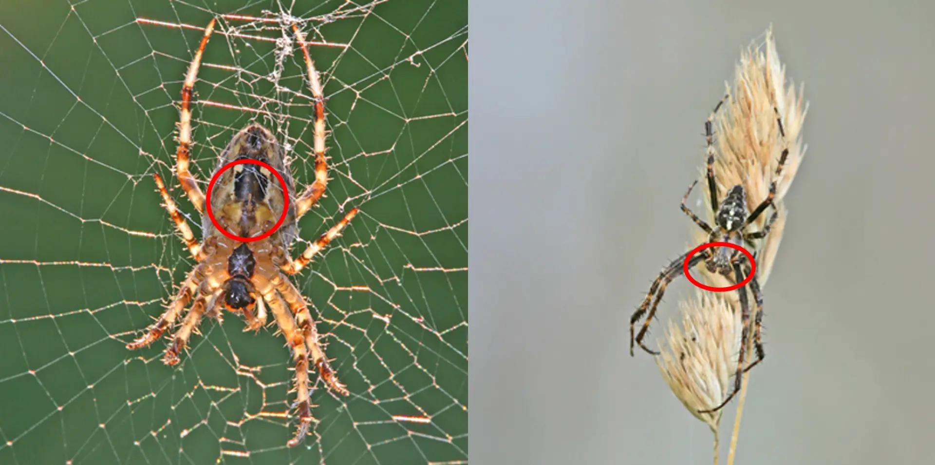 Male And Female Spider Anatomy