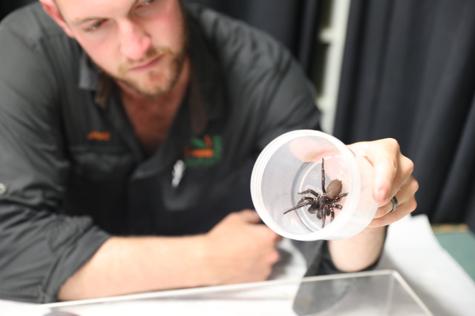 Non-Chemical Solutions For Funnel Web Spiders