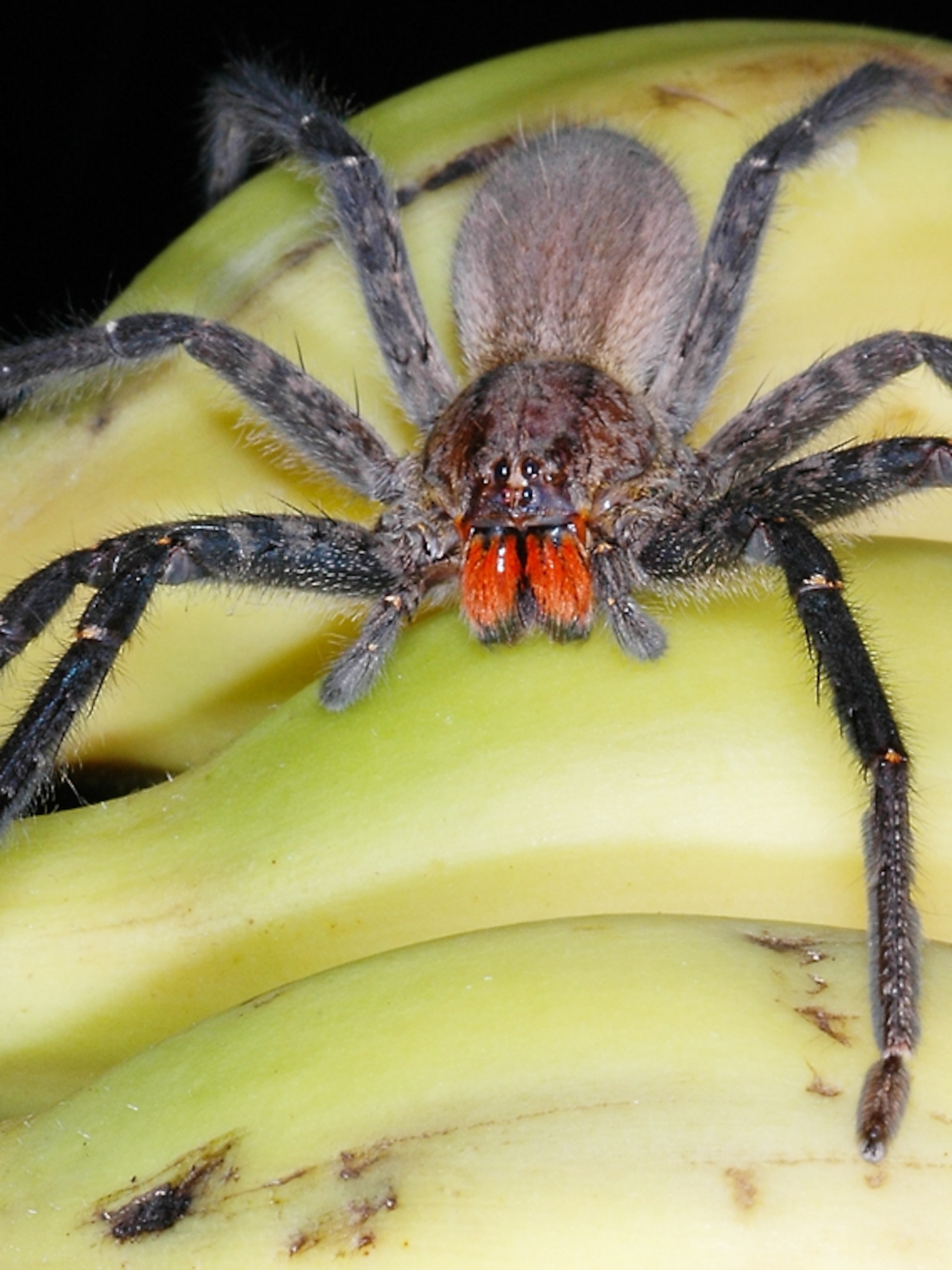 Occurrence Of Spiders In Bananas
