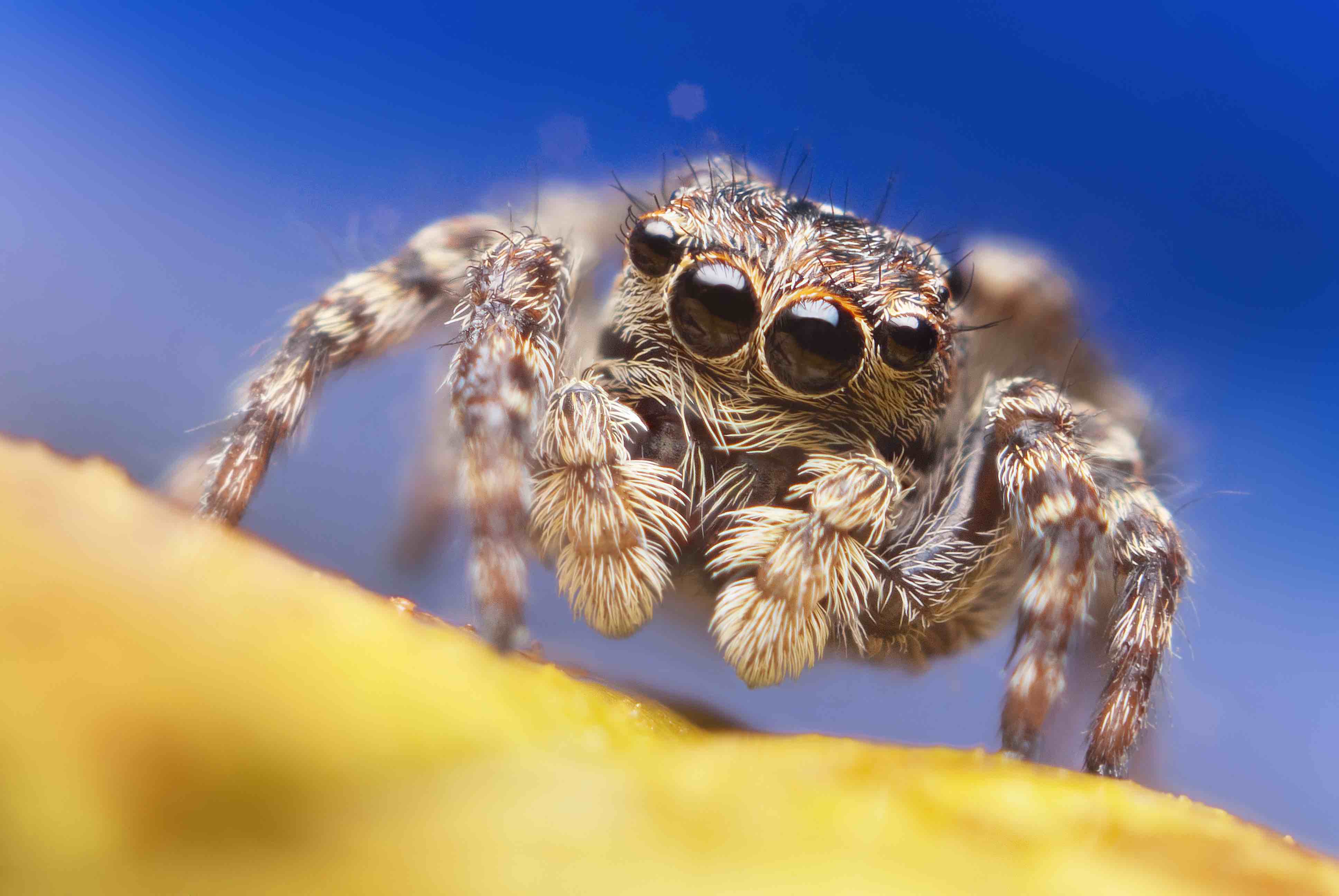Physical Characteristics Of Cute Spiders